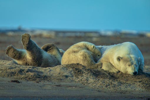 Polar Bears Playing in the Sand