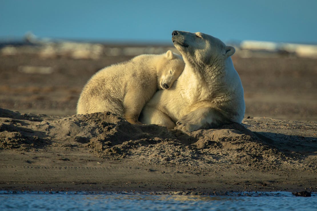 Polar Bears Playing in the Sand