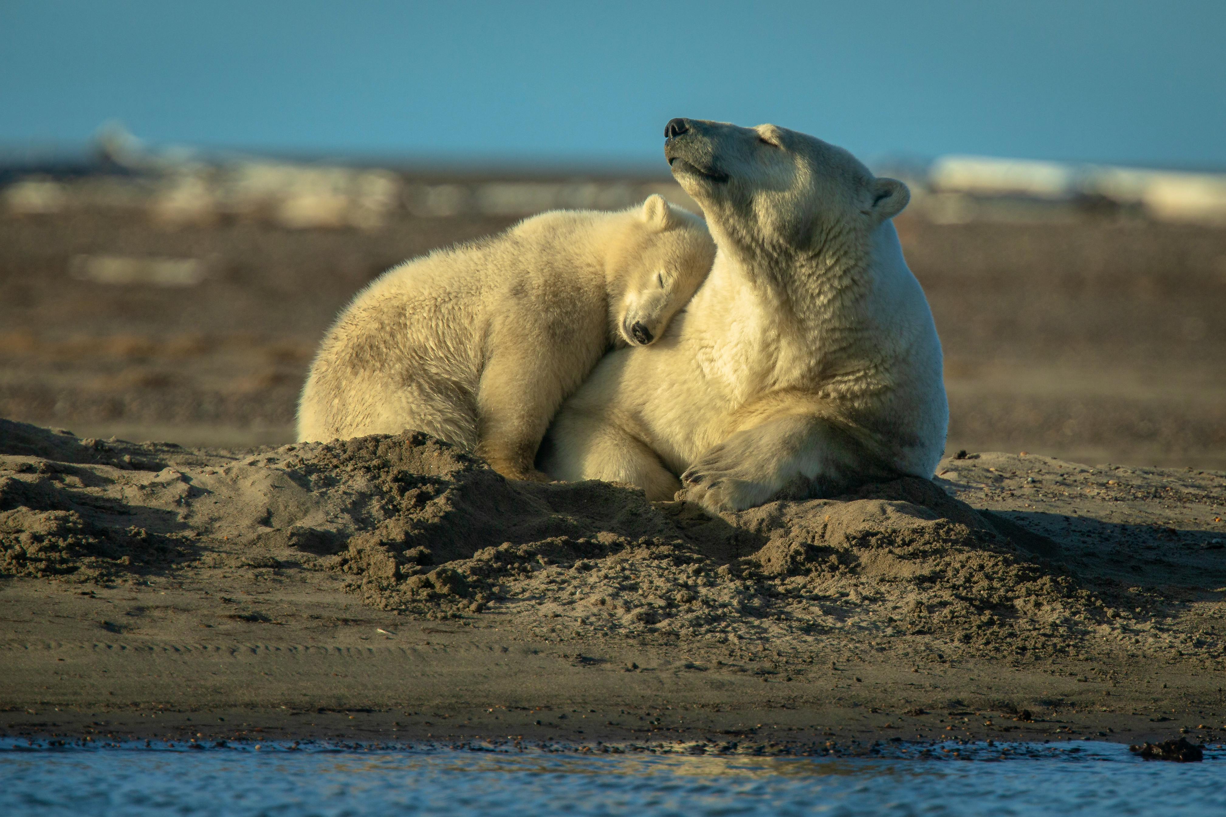 Polar Bears Playing in the Sand