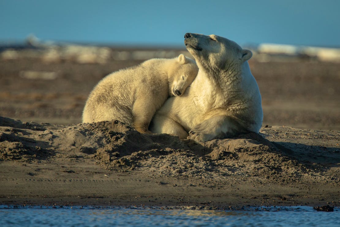 Polar Bears Playing in the Sand