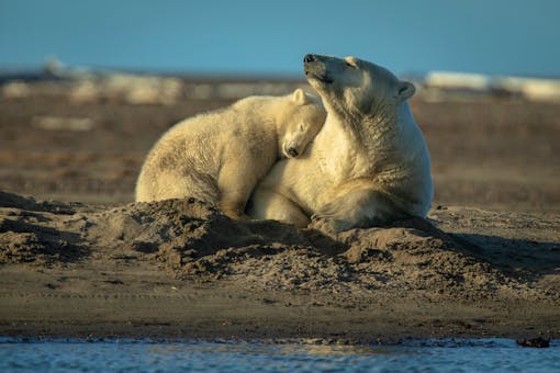 Polar Bears Playing in the Sand