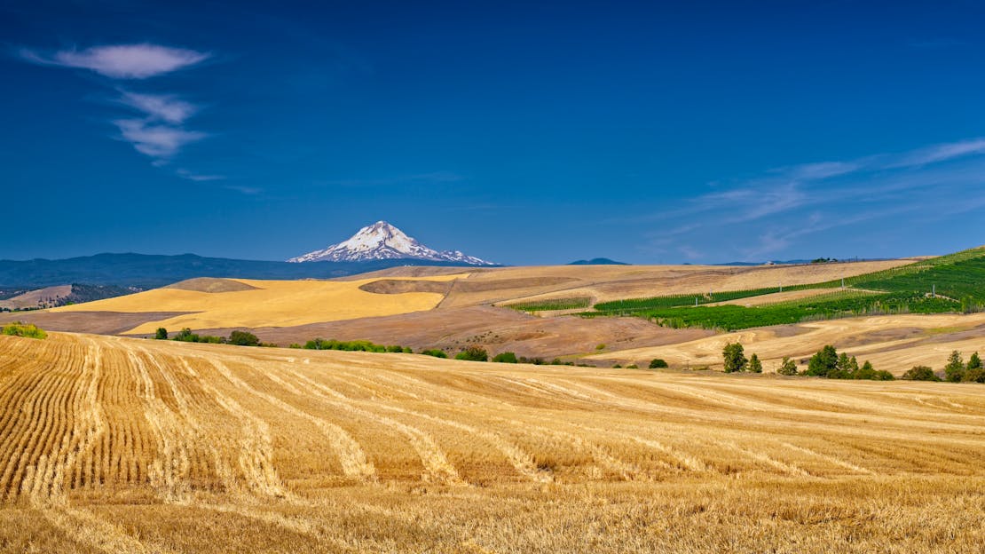 Wheatfield Landscape - Oregon