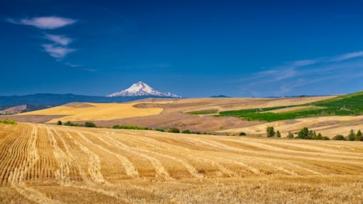 Wheatfield Landscape - Oregon