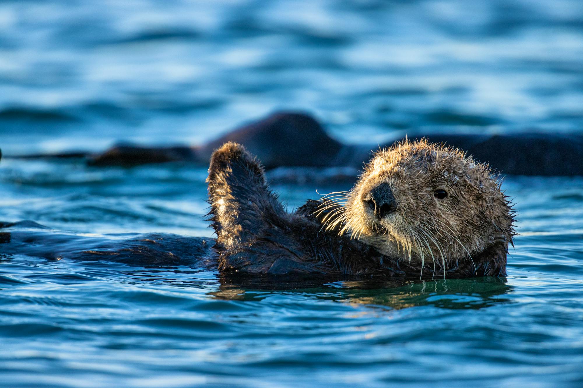 A sea otter in Monterey Bay