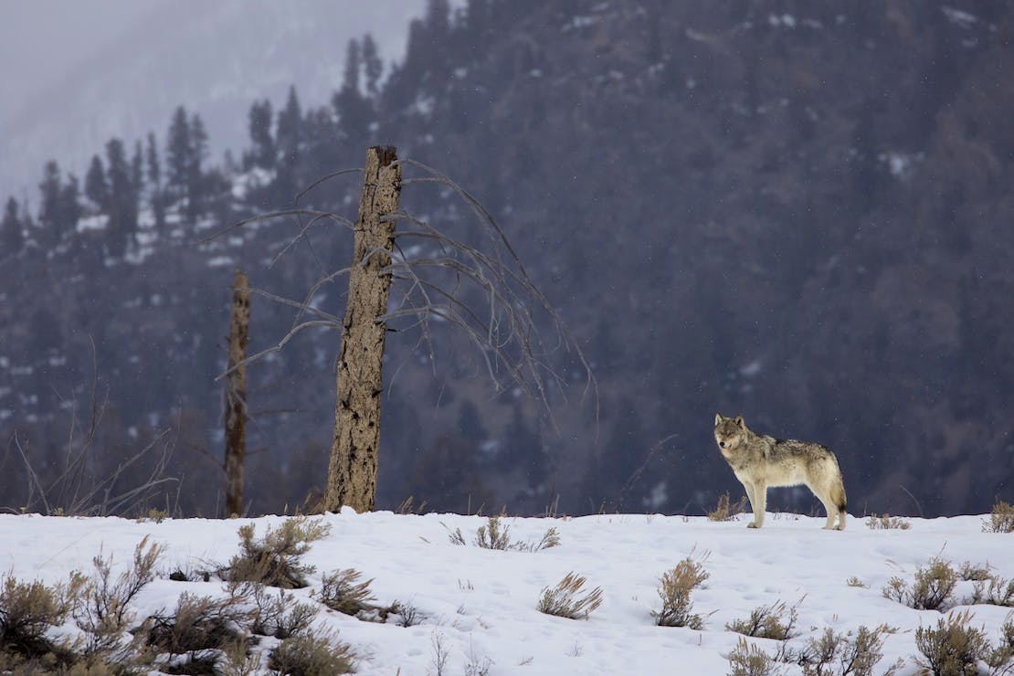 Gray Wolf in Snowy Landscape