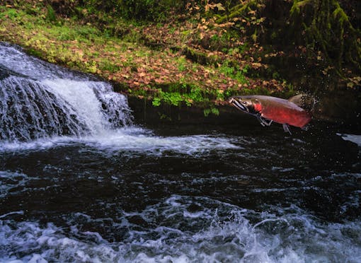 A coho salmon jumping in Oregon