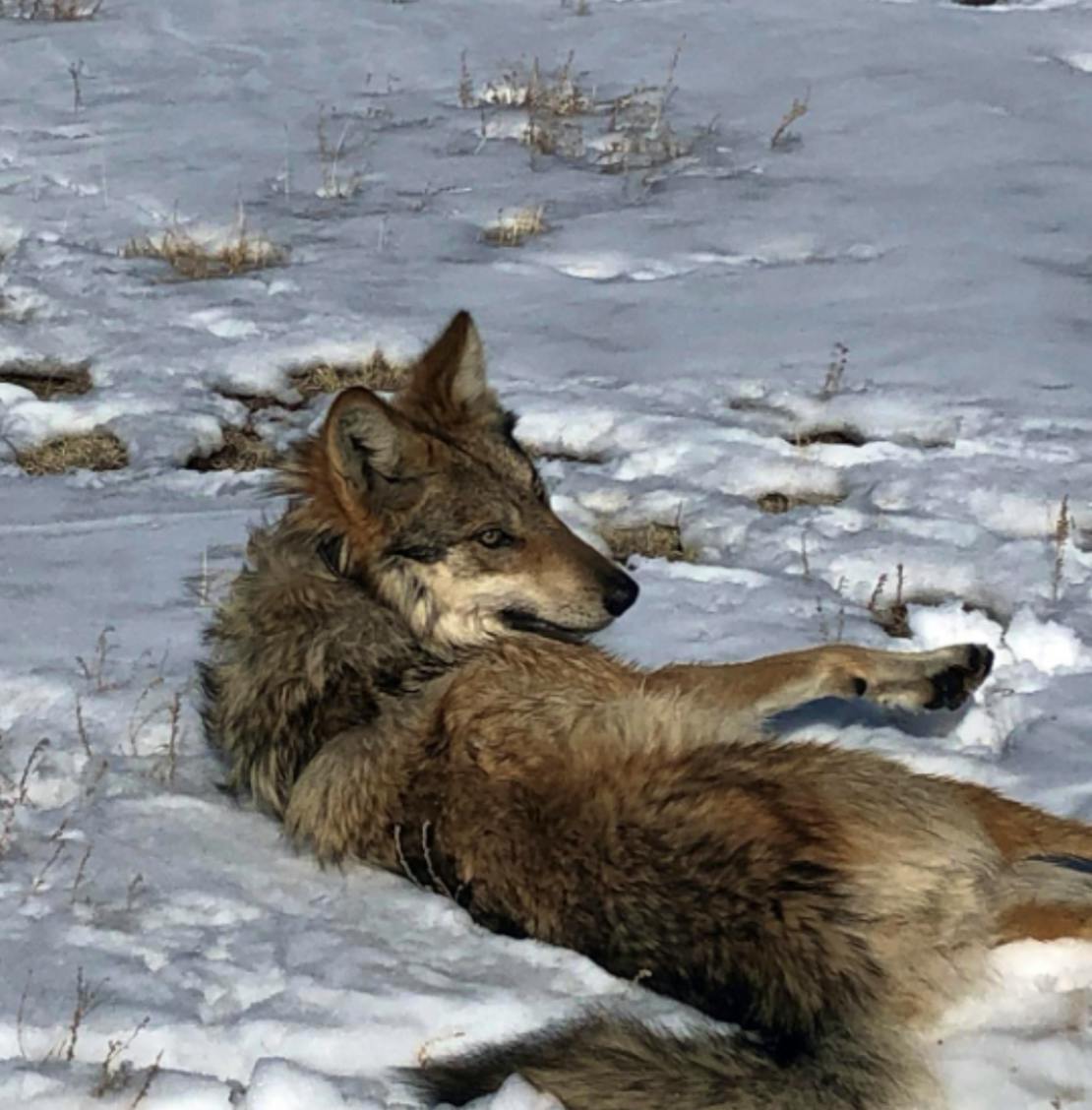 Member of the Pitchfork Canyon Wolf Pack Laying Down in Snow