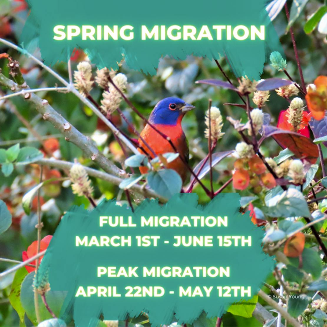 Texas Spring Bird Migration