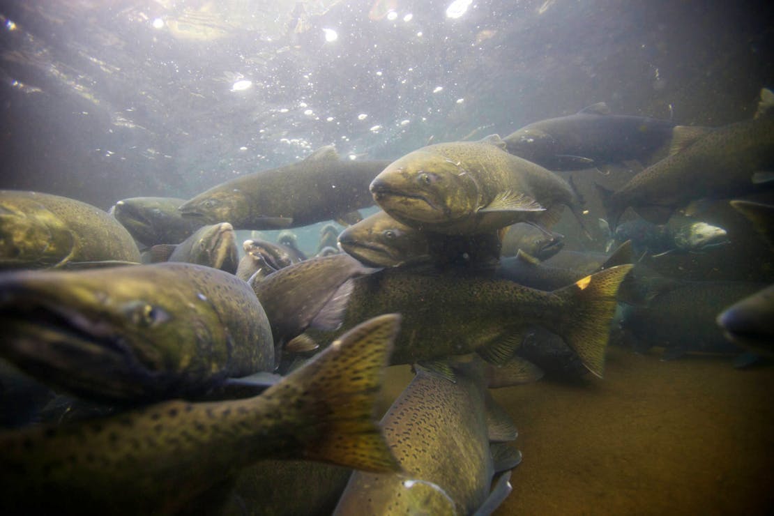 Chinook Salmon