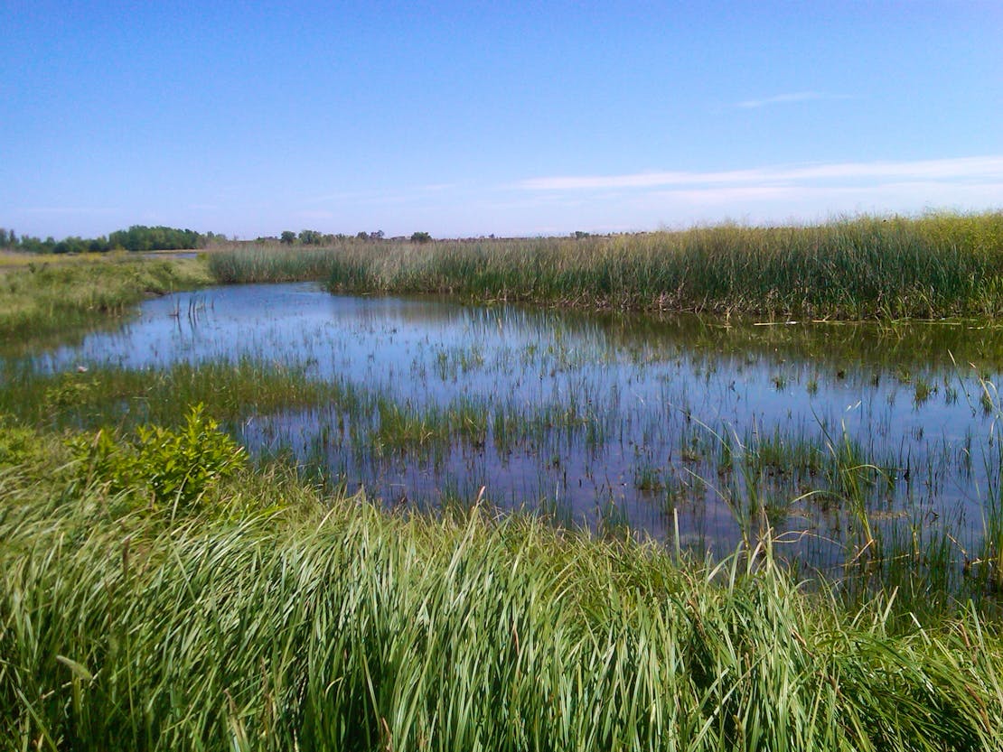 Wetland in California