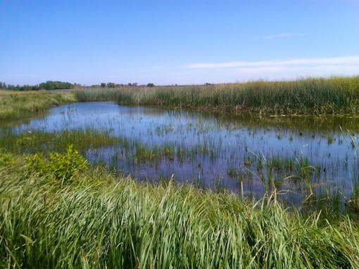 Wetland in California