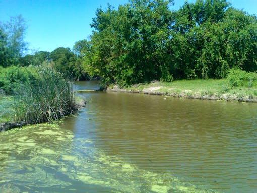 Wetland in California with algal bloom