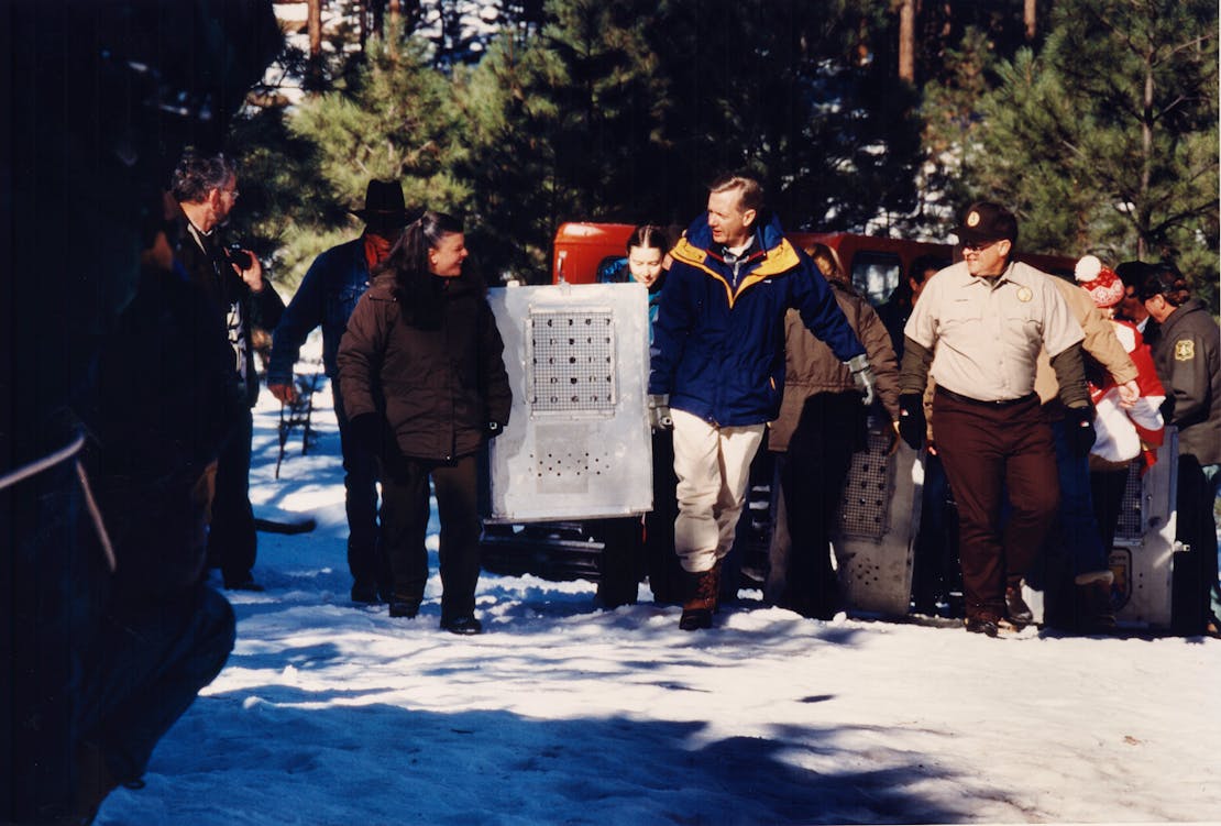 Jamie Rappaport Clark and Bob Babbitt  releasing Mexican gray wolves in Arizona 