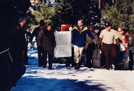 Jamie Rappaport Clark and Bob Babbitt  releasing Mexican gray wolves in Arizona 