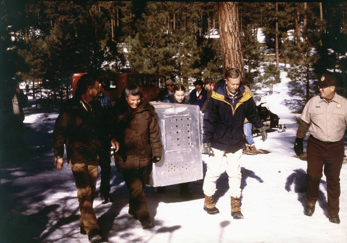 Jamie Rappaport Clark and Bob Babbitt releasing Mexican Gray wolves in Arizona