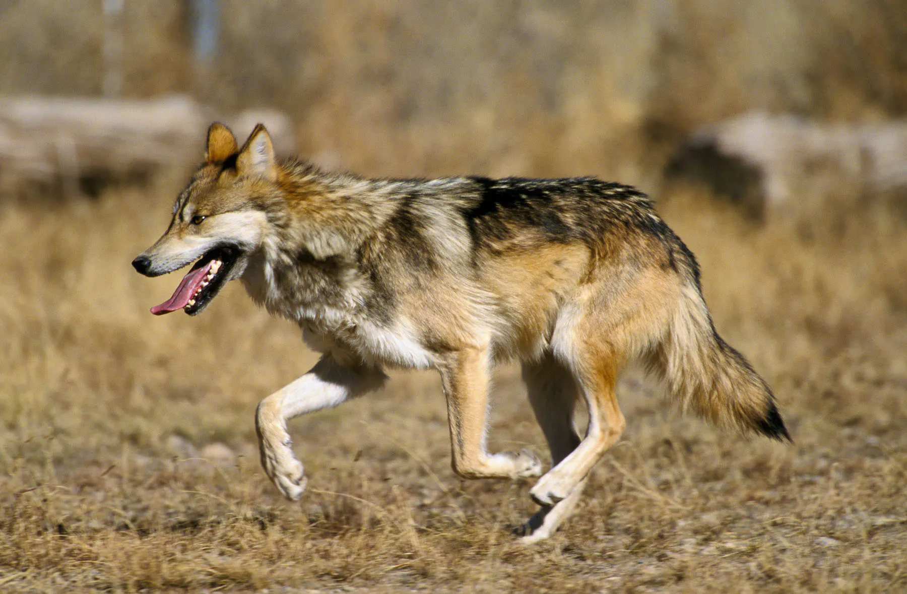 Mexican Wolf at Sevilleta National Wildlife Refuge