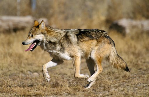 Mexican Wolf at Sevilleta National Wildlife Refuge