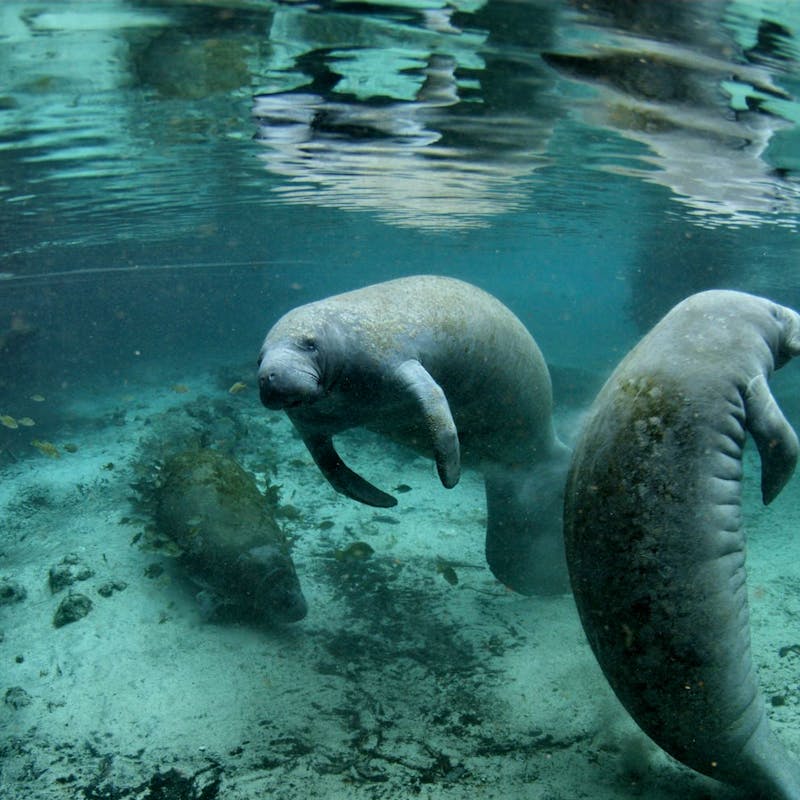 Florida Manatee - Crystal River National Wildlife Refuge
