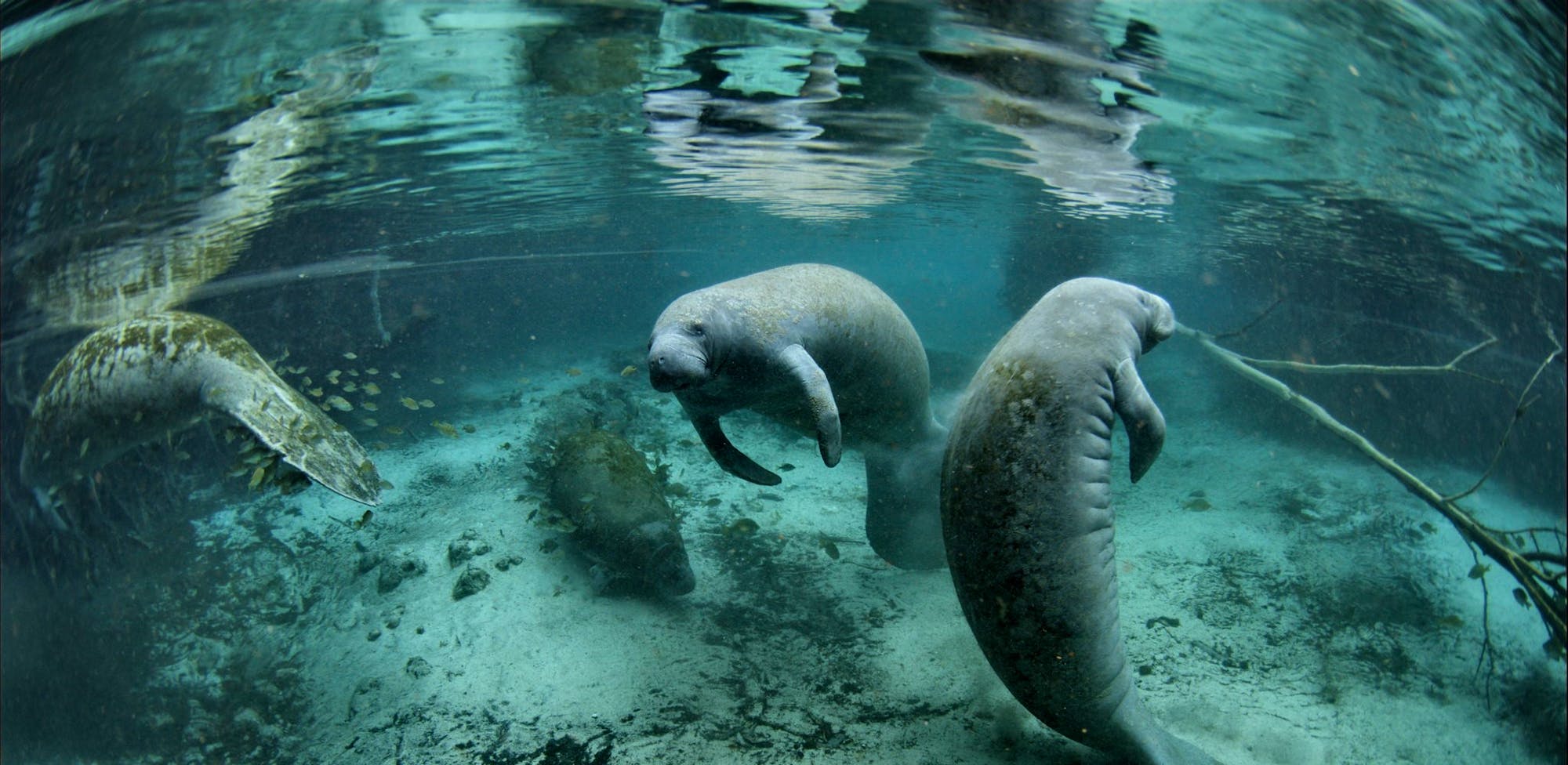 Florida Manatee - Crystal River National Wildlife Refuge