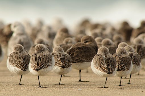 Western Sandpipers and Dunlin - Limantour Beach - Point Reyes National Seashore - California