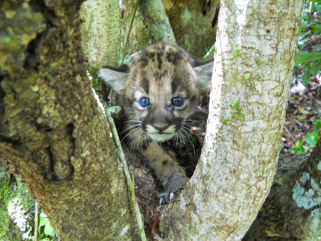 Florida Panther kitten in tree