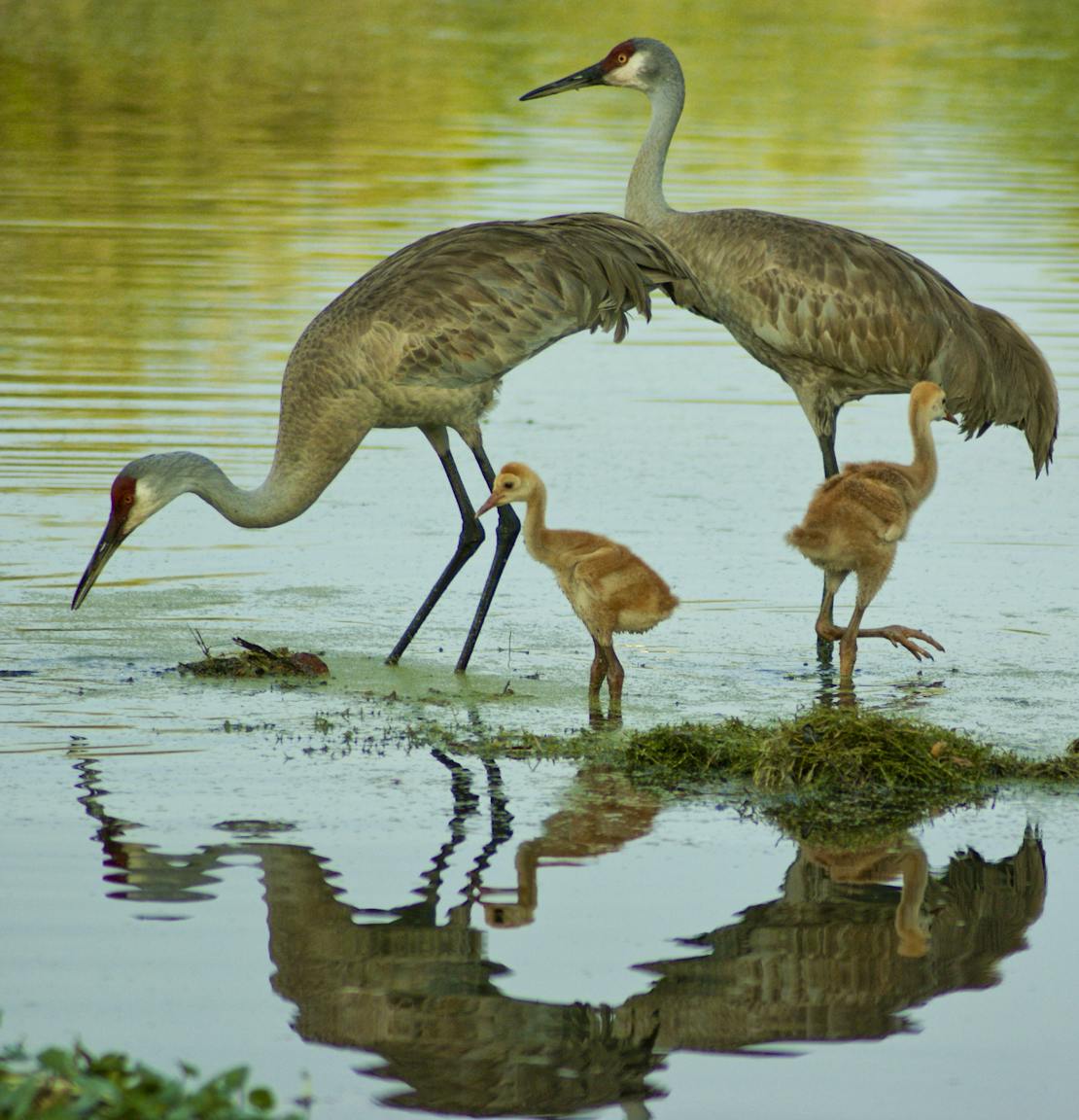 Sandhill Crane Family Wading in a Pond - Central Florida