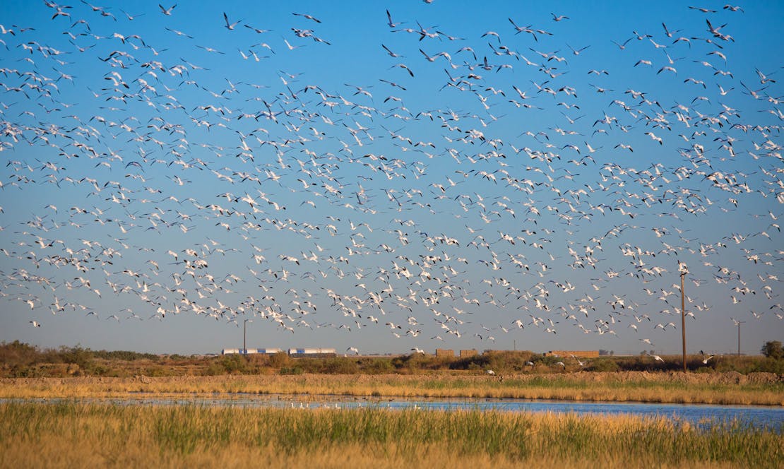 Flock of Birds - Salton Sea - California