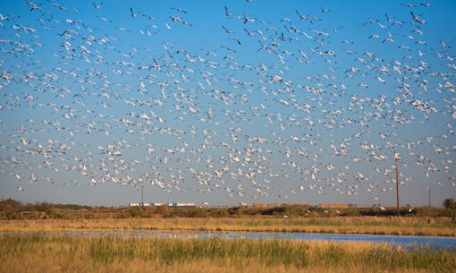 Flock of Birds - Salton Sea - California