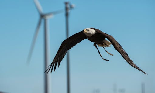 bald Eagle with wind turbine