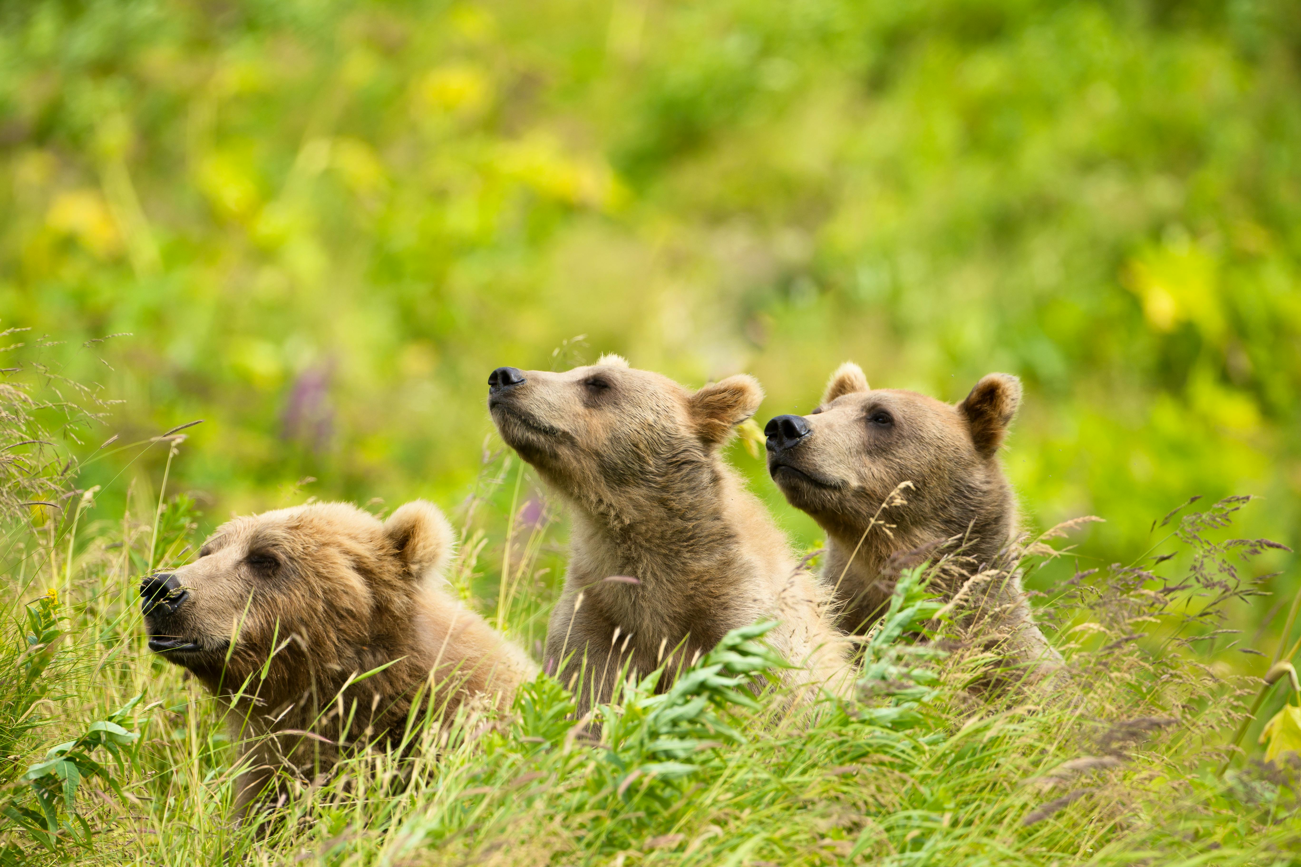 Curious Brown Bears - Kodiak National Wildlife Refuge - Alaska