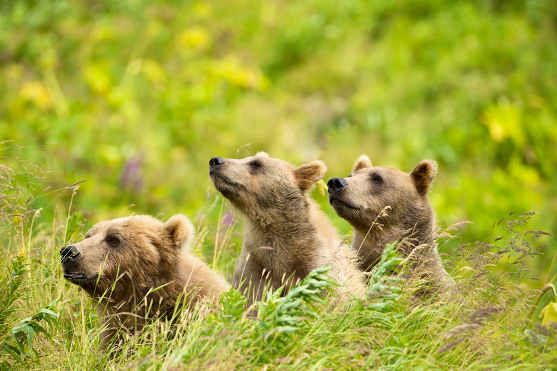 Curious Brown Bears - Kodiak National Wildlife Refuge - Alaska