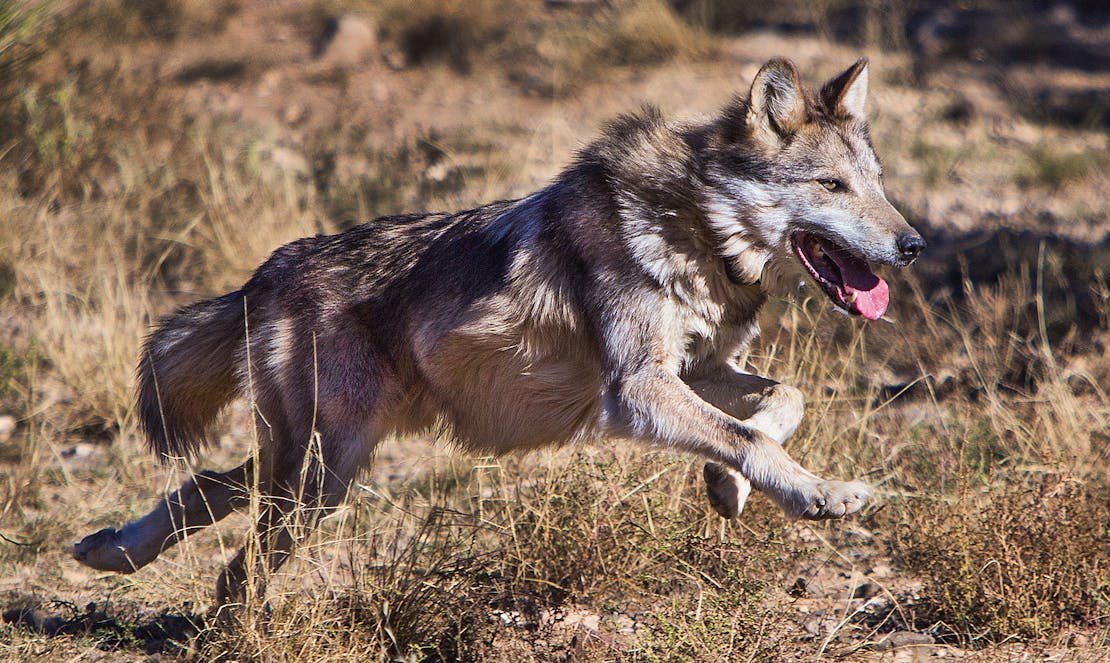Mexican Gray Wolf Running at Sevilleta National Wildlife Refuge