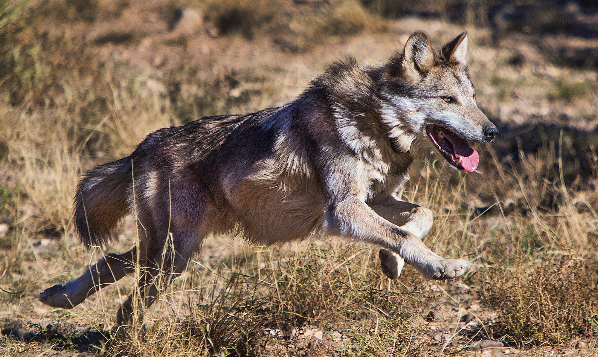 Mexican Gray Wolf Running at Sevilleta National Wildlife Refuge