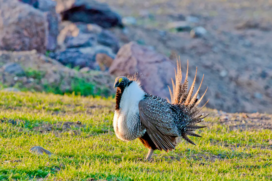 sage grouse