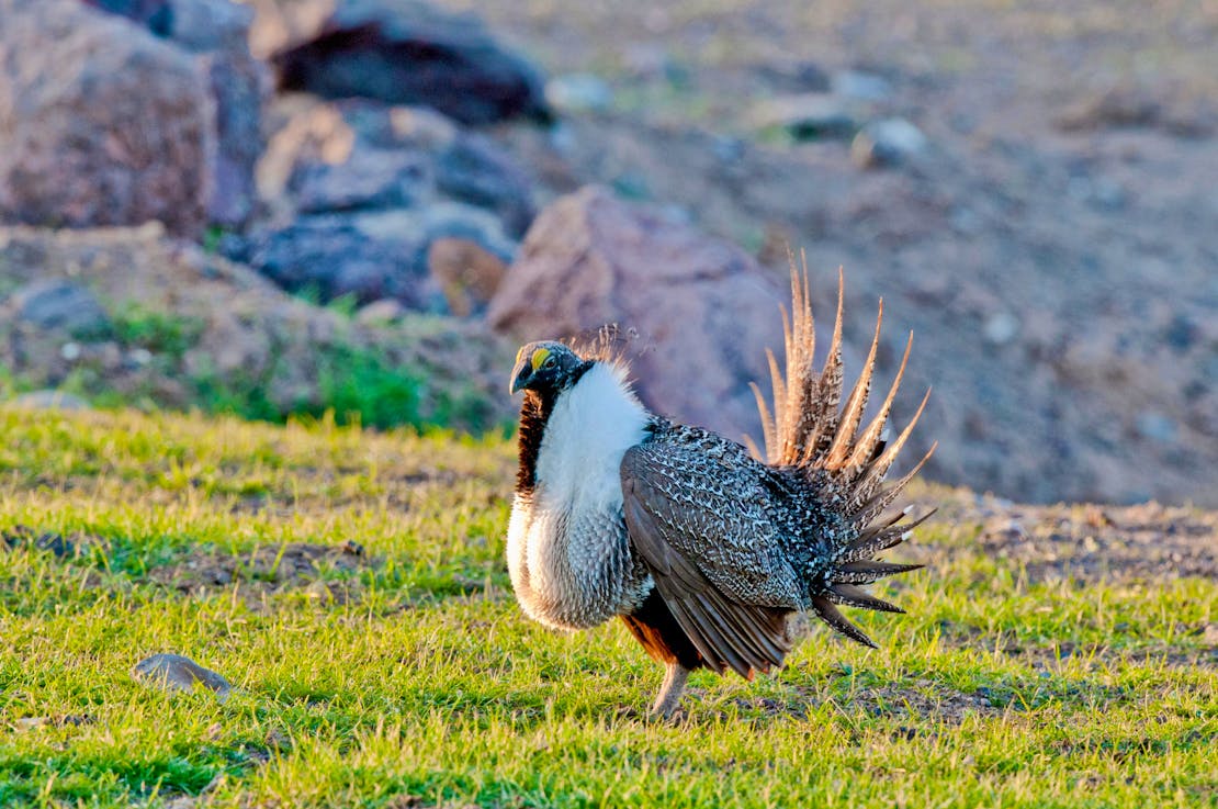 sage grouse 