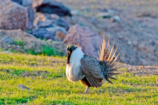 sage grouse 