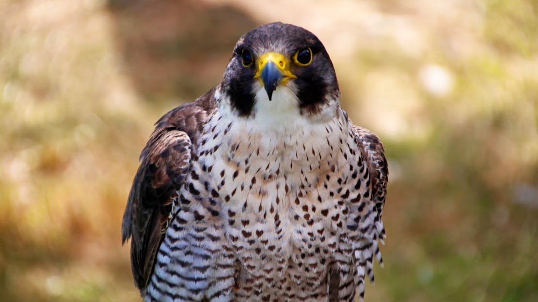 Peregrine Falcon
