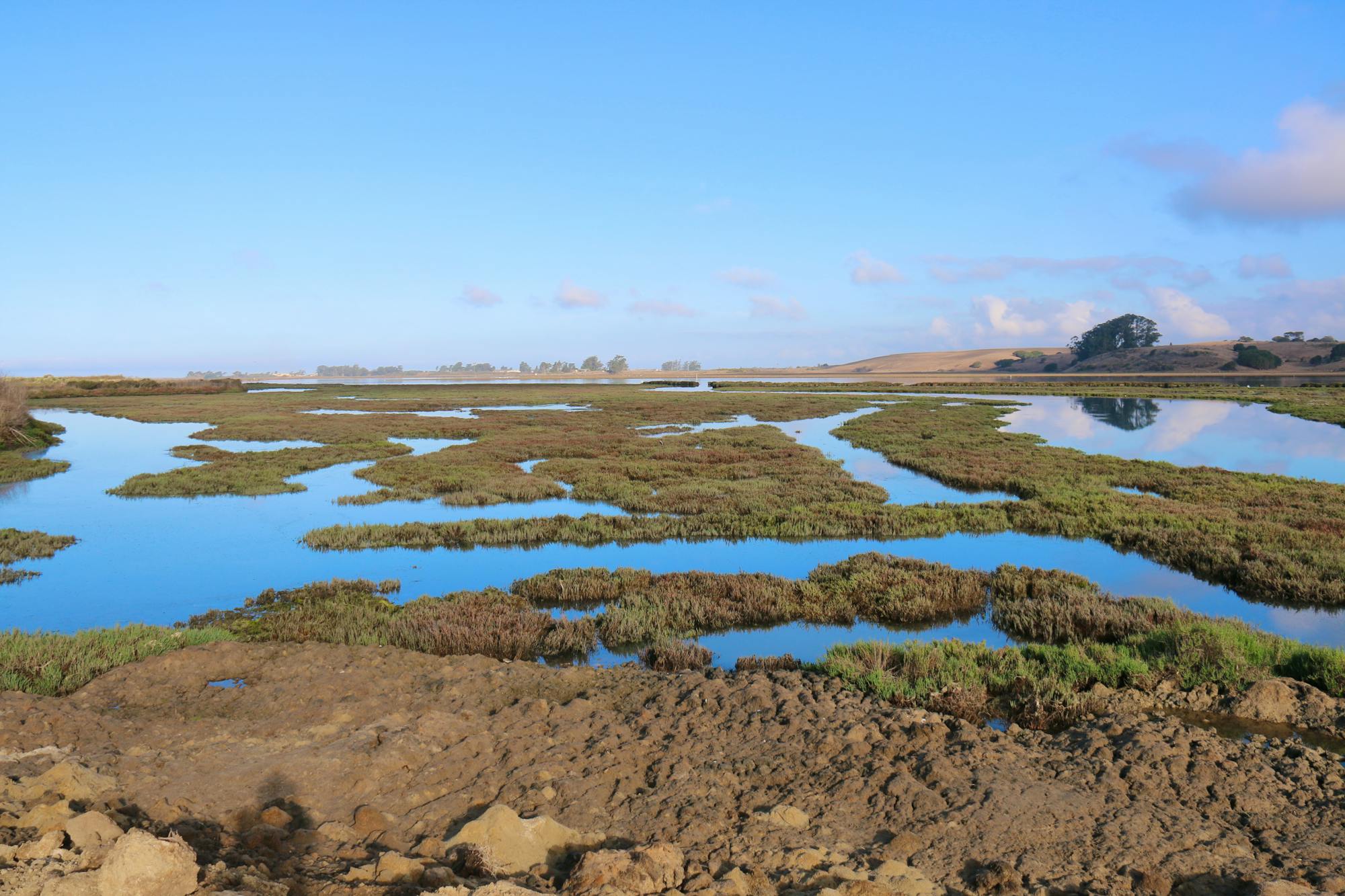 Elkhorn Slough - Moss Landing California