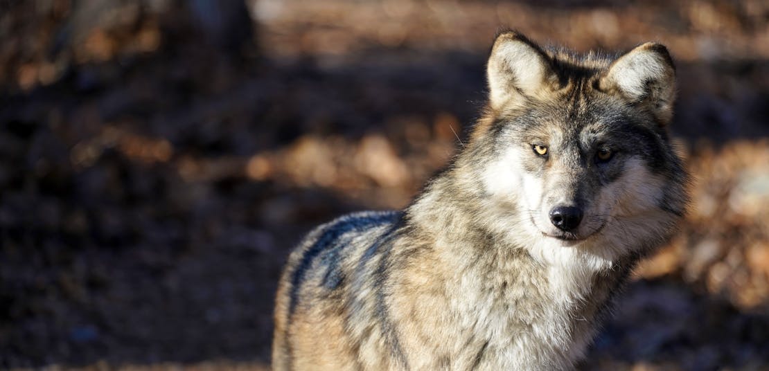 Mexican gray wolf