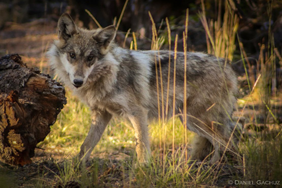 Mexican gray wolf