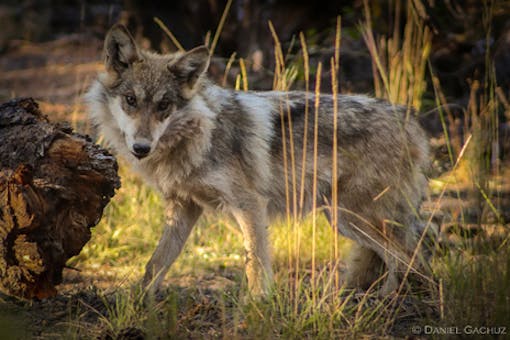 Mexican gray wolf