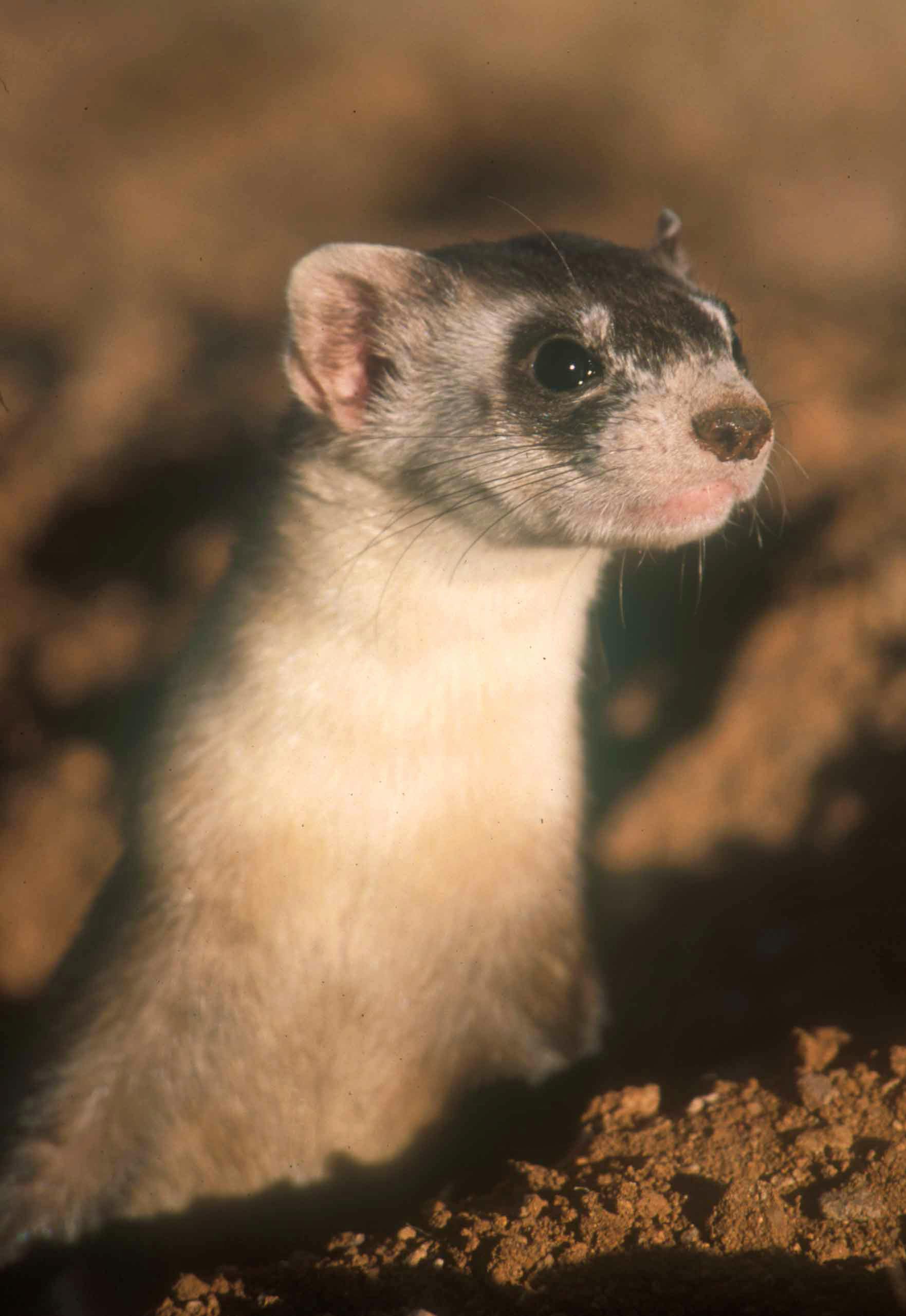 Black-Footed Ferret
