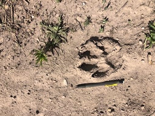 Wolf pawprint