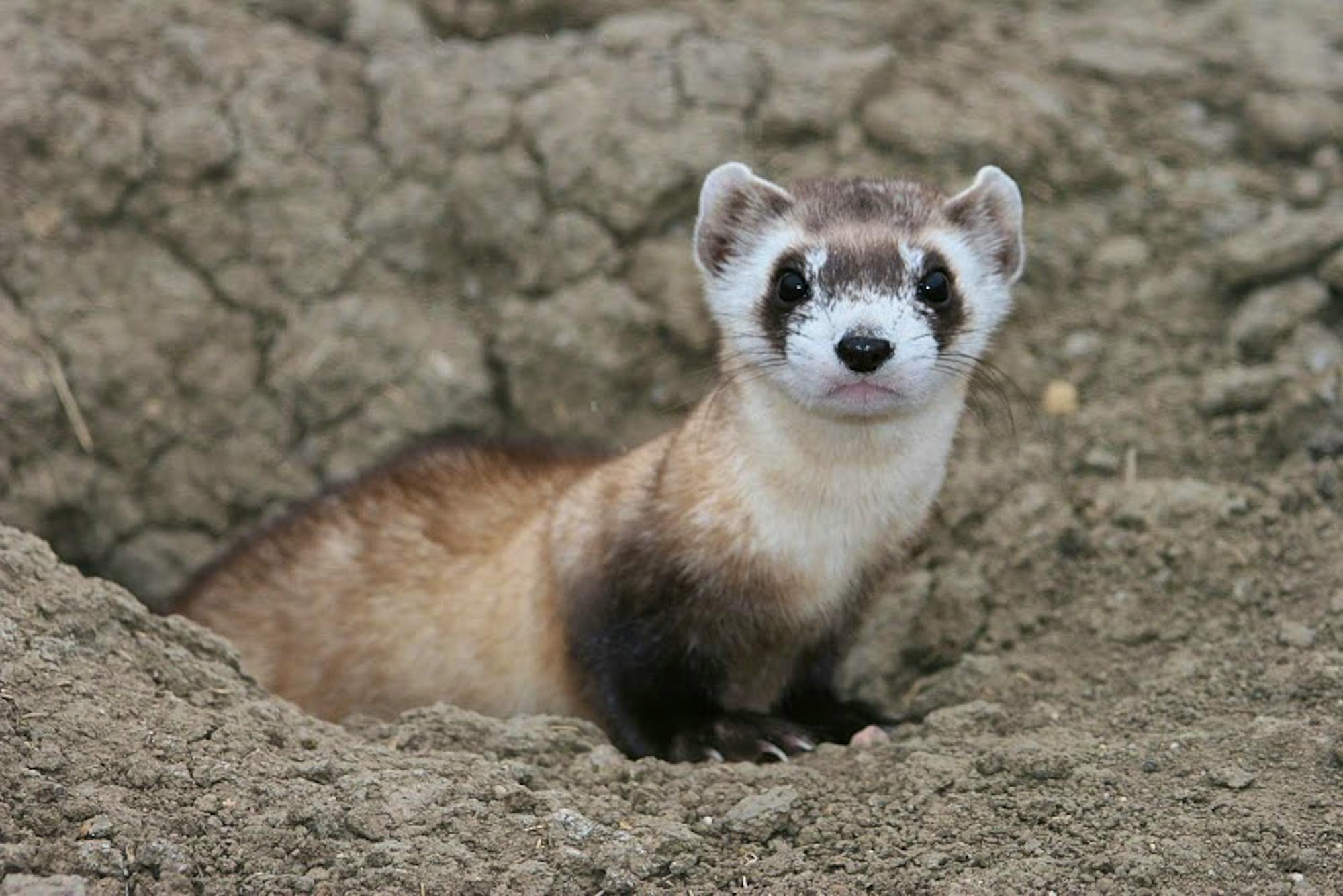 Black-Footed Ferret Poking its Head Out