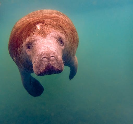 Manatee