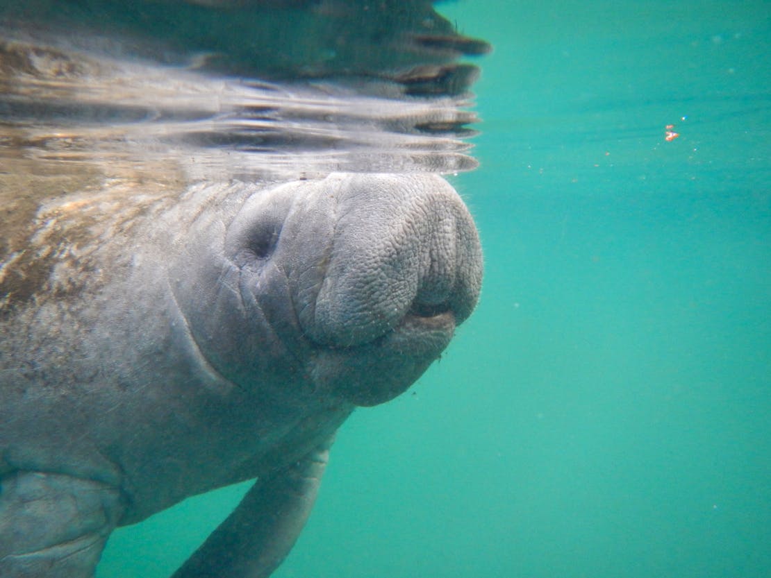 manatee