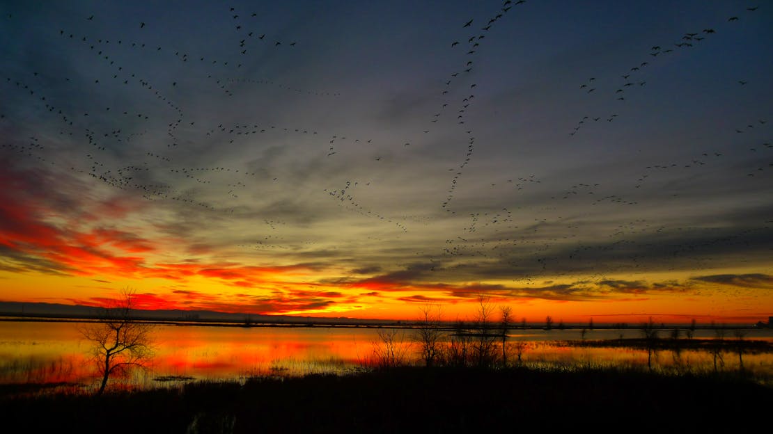 Rice Field Dawn - California 