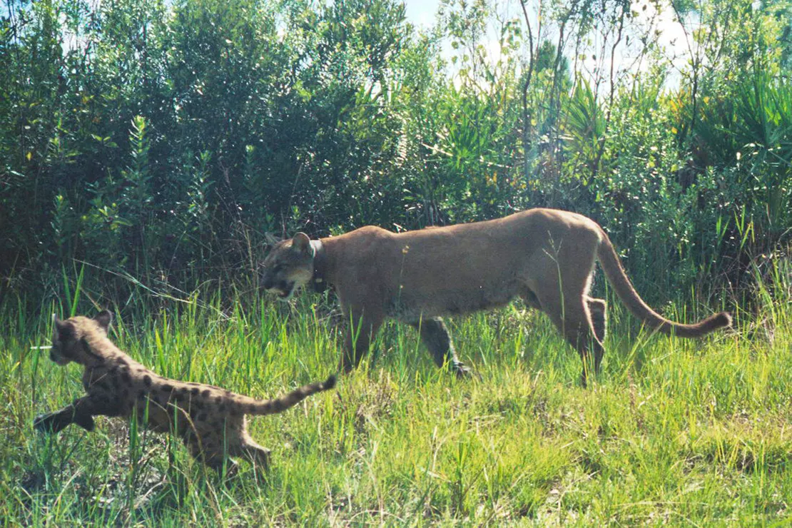 Florida Panther and kitten 