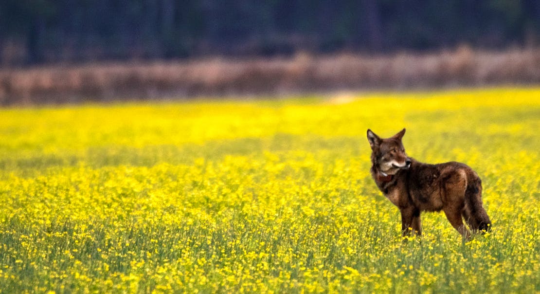 Red Wolf in Field - Alligator River National Wildlife Refuge - North Carolina