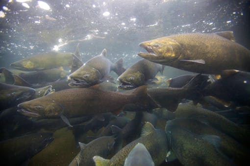 Chinook Salmon - Spawing in Fall - Pacific Northwest